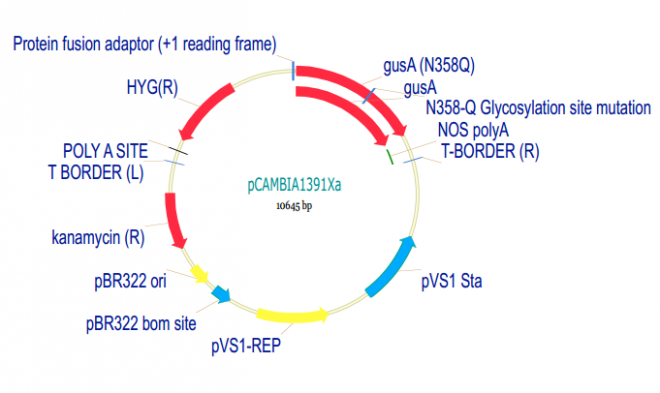 pCAMBIA1391Xa 载体