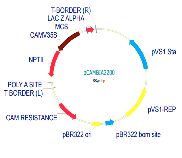 pCAMBIA2200 载体