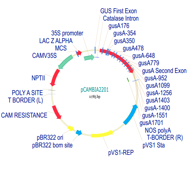 pCAMBIA2201 载体