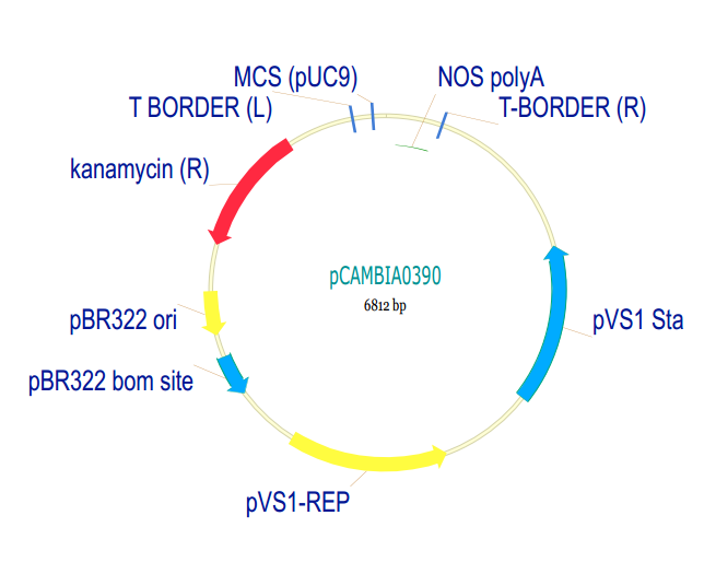 pCAMBIA0390 载体