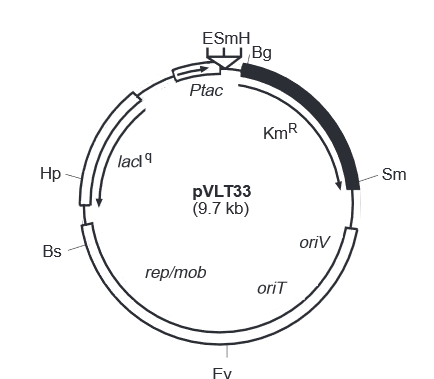 pVLT33 载体