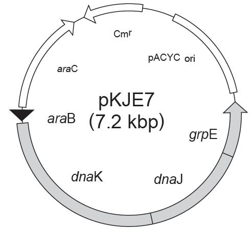 pKJE7 载体