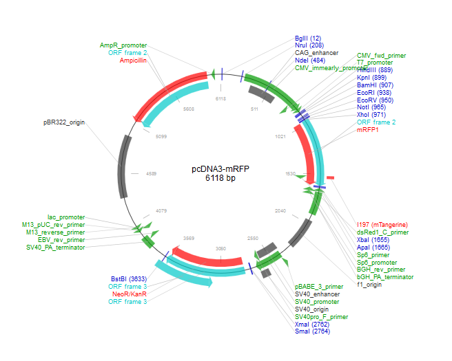 pcDNA3-mRFP 载体