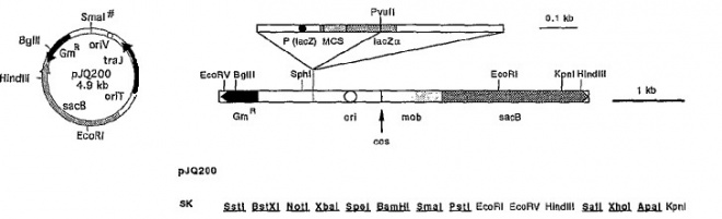 pJQ200SK 载体