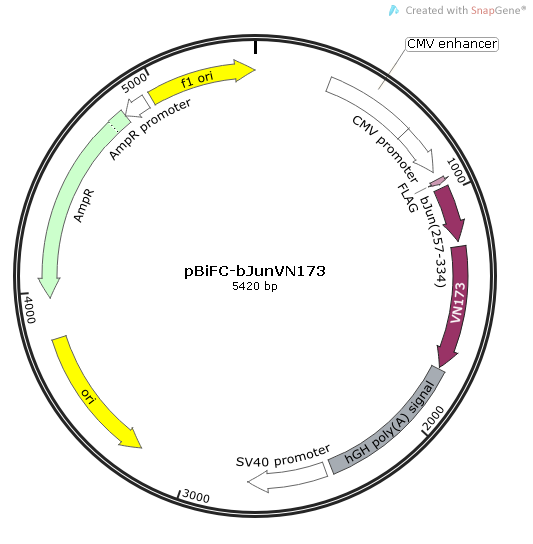 pBiFC-bJunVN173 载体