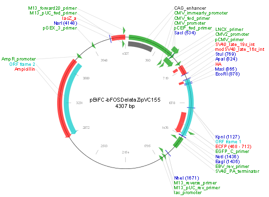 pBiFC-bFos(deltaZIP)VC155 载体