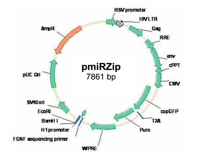 pmiRZip anti-microRNA 载体