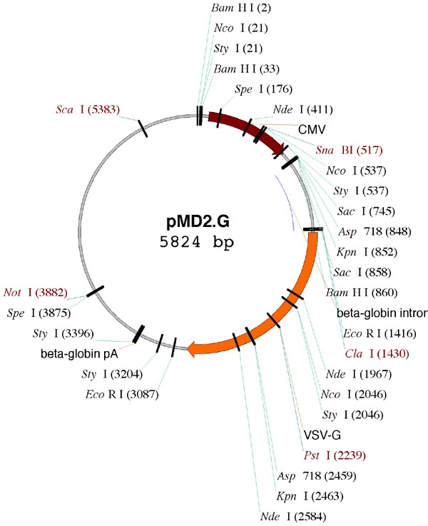 pMD2G 载体