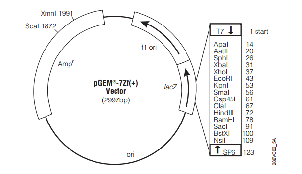 pGEM-7Zf(+) 载体