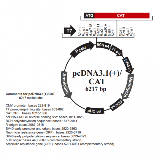 pcDNA31(+)/CAT 载体