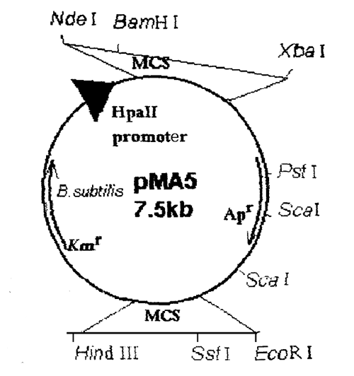 pMA5 载体