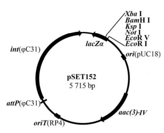 pSET152 载体