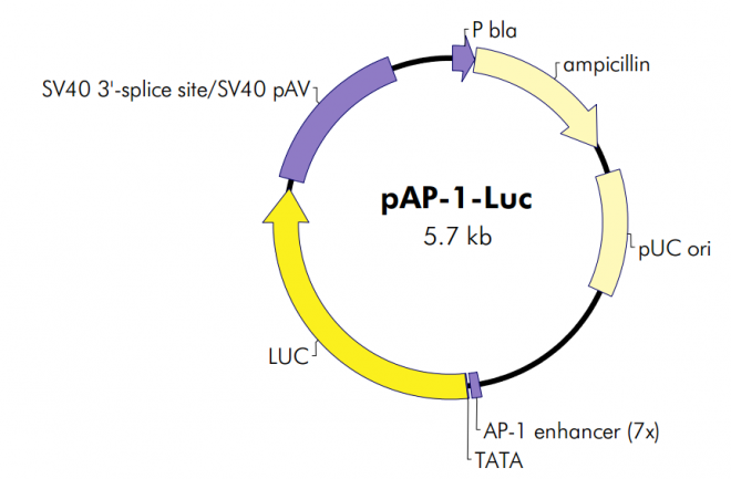 pAP-1-Luc 载体