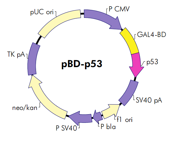 pBD-p53 载体