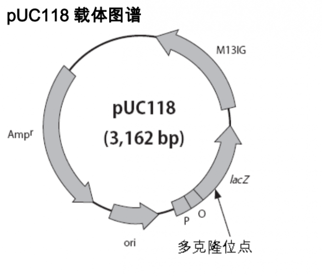 pUC118 载体