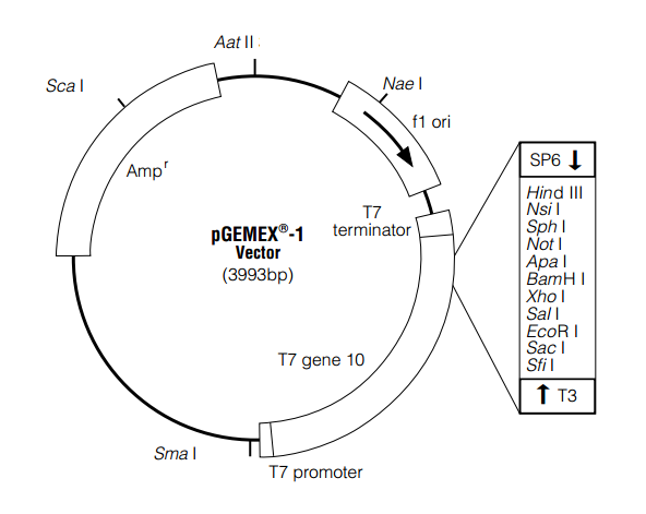 pGEMEX-1 载体