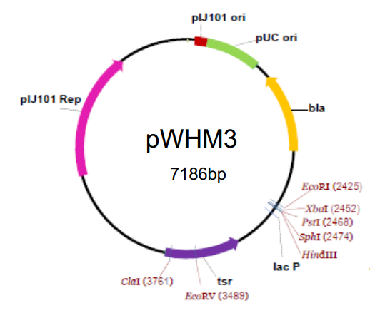 pWHM3 载体