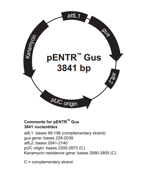 pENTR-Gus 载体