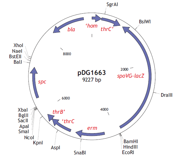 pDG1663 载体
