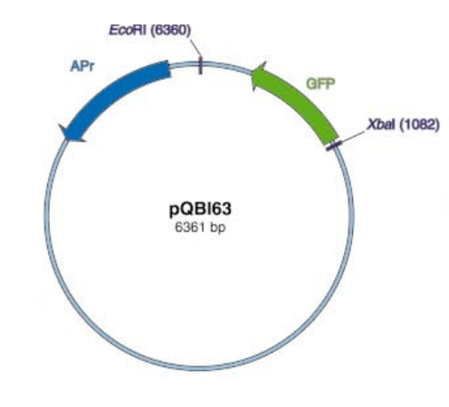 pQBI63 载体