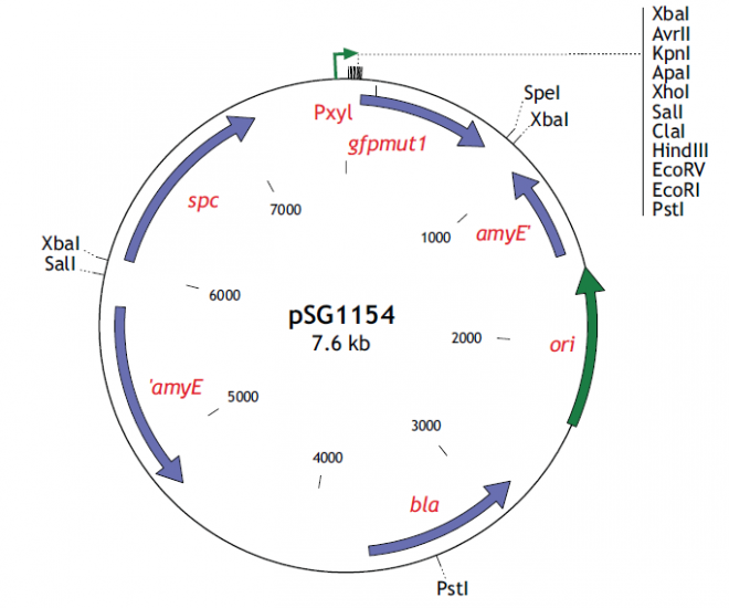pSG1154 载体