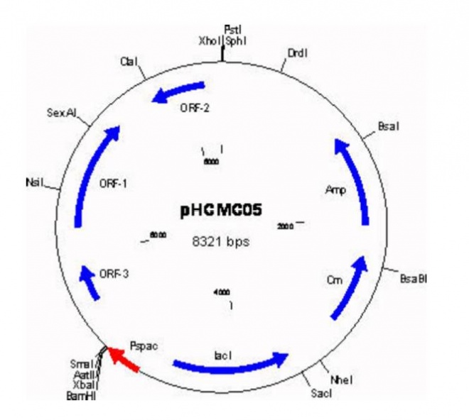 pHCMC05 载体