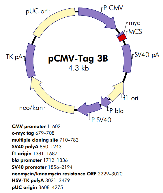 pCMV-Tag 3B 载体