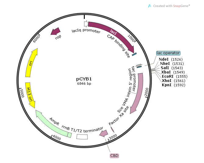 pCYB1 载体