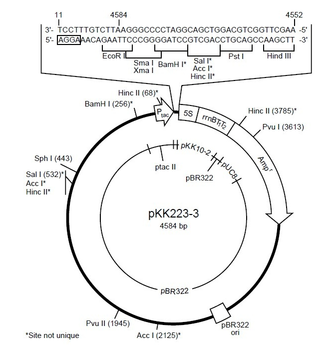pKK223-3 载体