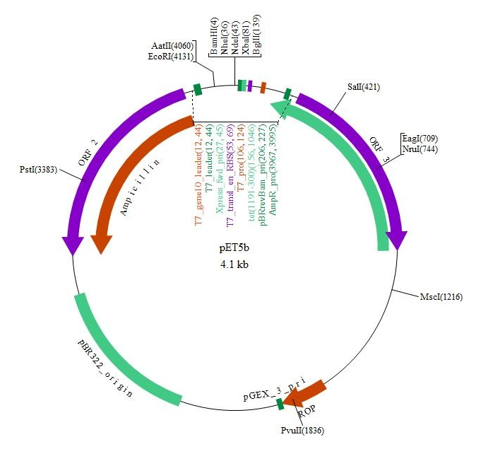 pET-5b(+) 载体