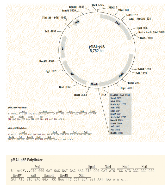 pMAL-p5E 载体