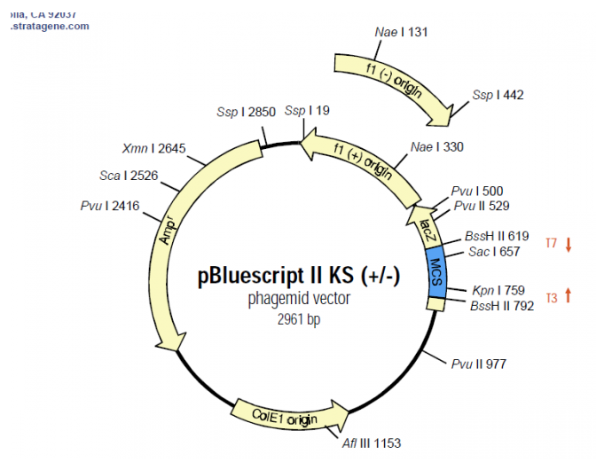 pBluescript II KS(-) 载体