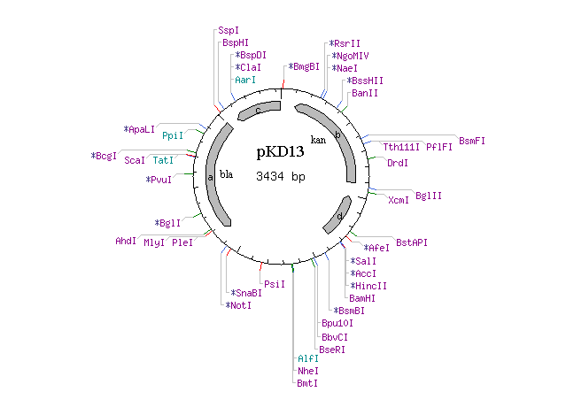 pKD13 载体