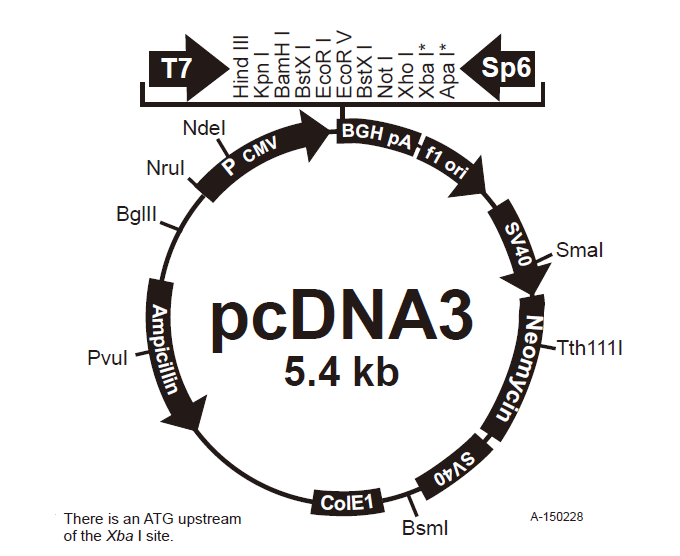 pcDNA3 载体
