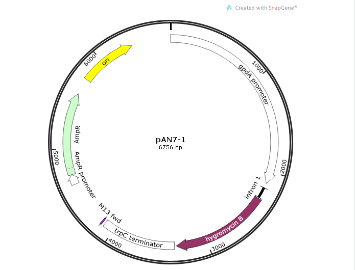 pAN7-1 载体