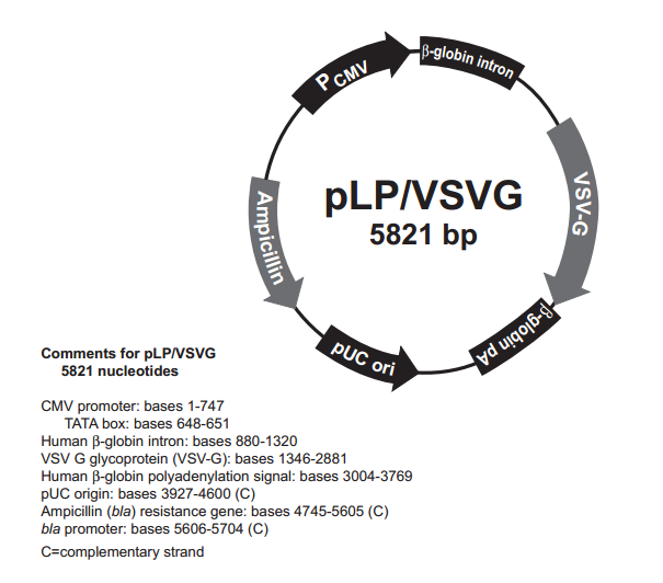 pLP/VSVG 载体