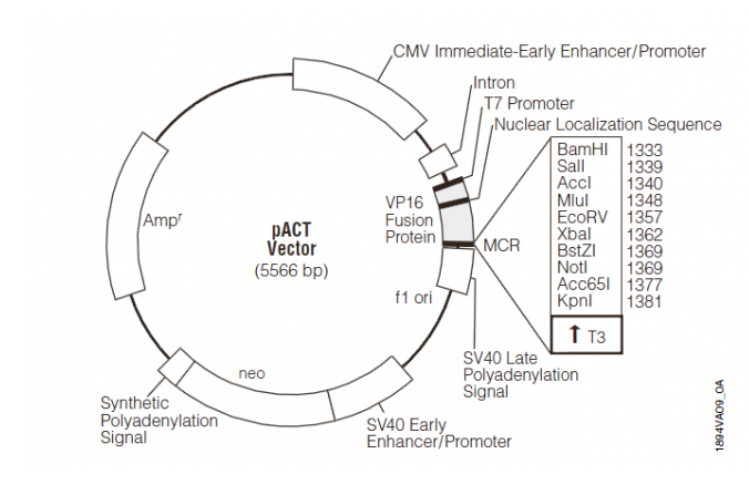 pACT 载体