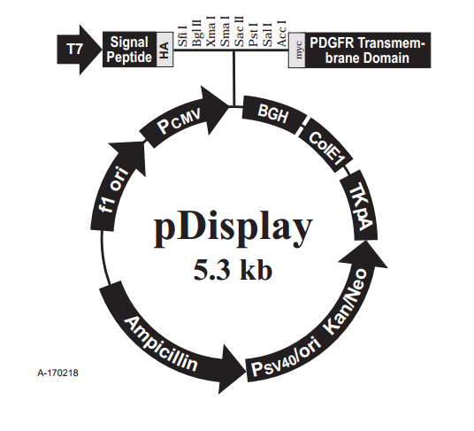 pDisplay 载体