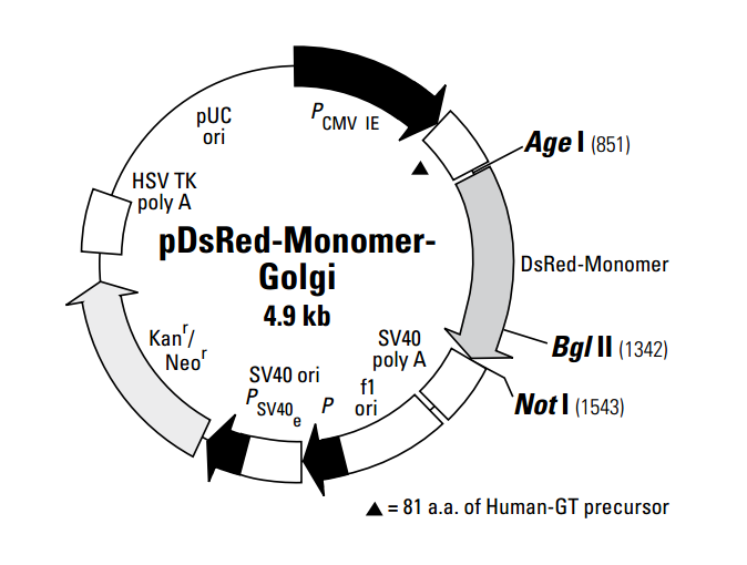 pDsRed-Monomer-Golgi 载体