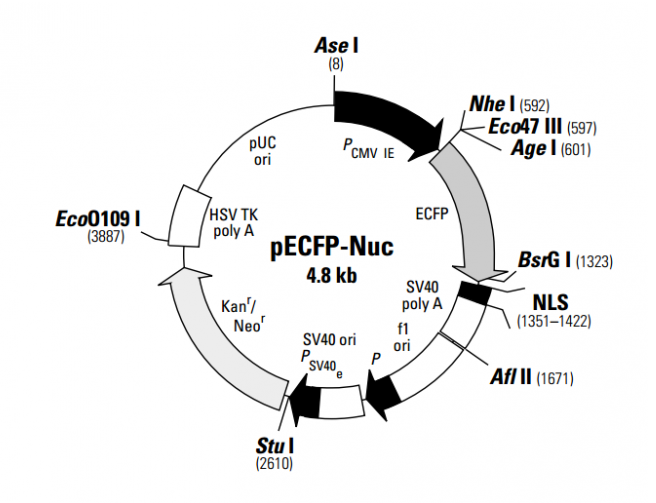 pECFP-Nuc 载体