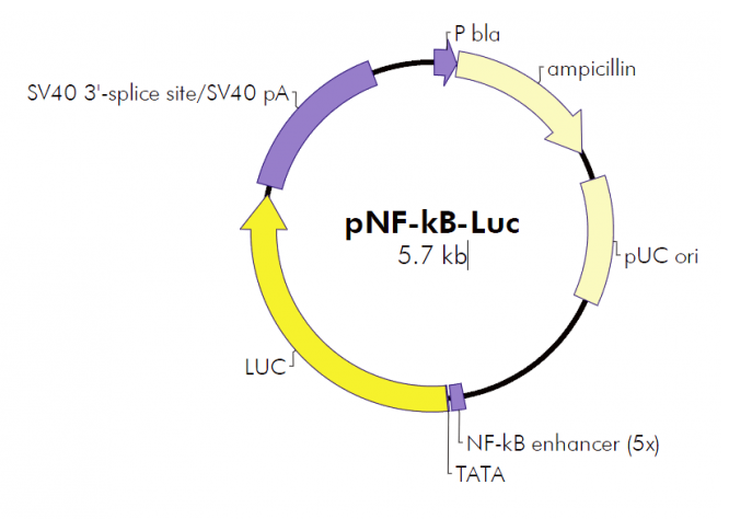 pNF-κB-Luc 载体