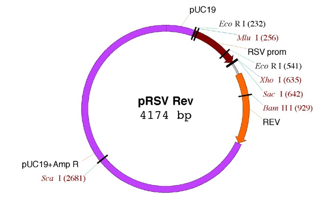pRSV-Rev 载体