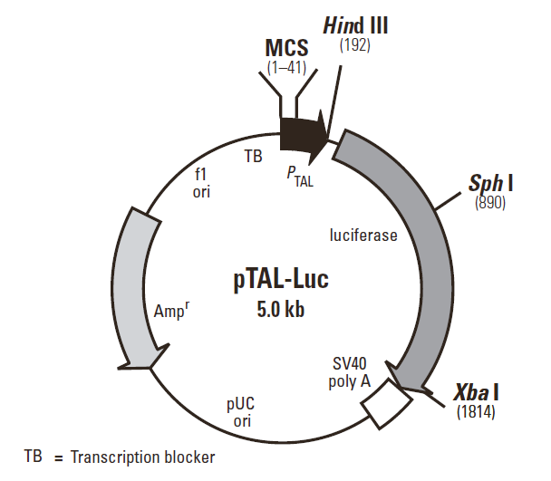 pTAL-Luc 载体
