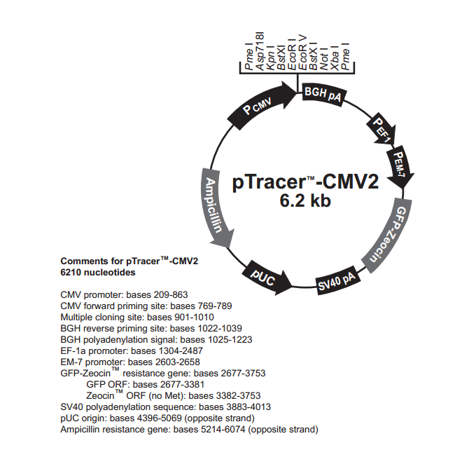 pTracer-CMV2 载体