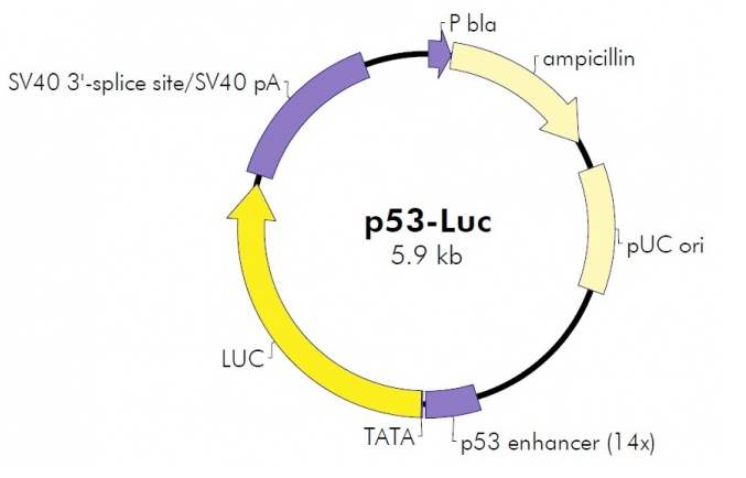 p53-Luc 载体