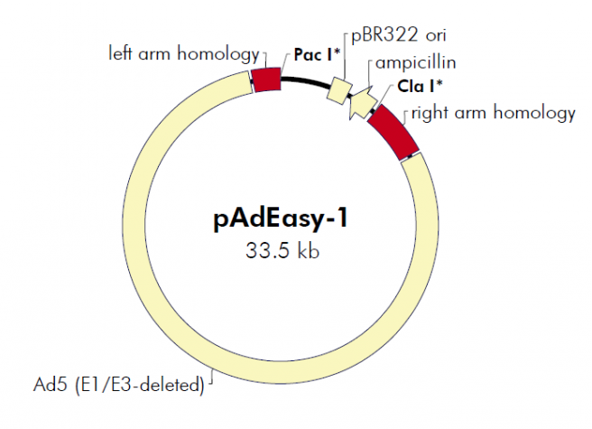 pAdEasy-1 载体