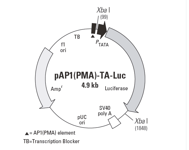 pAP1(PMA)-TA-Luc 载体