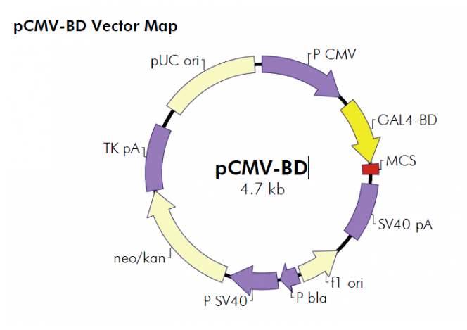 pCMV-BD 载体