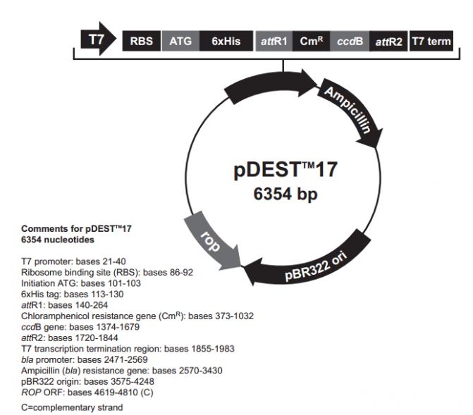 pDEST17 载体