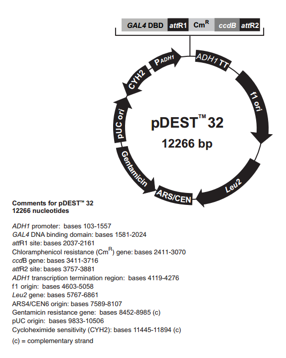 pDEST32 载体